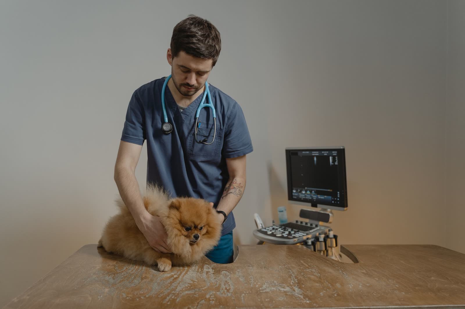 Veterinarian performing a nose-to-tail wellness exam on a dog