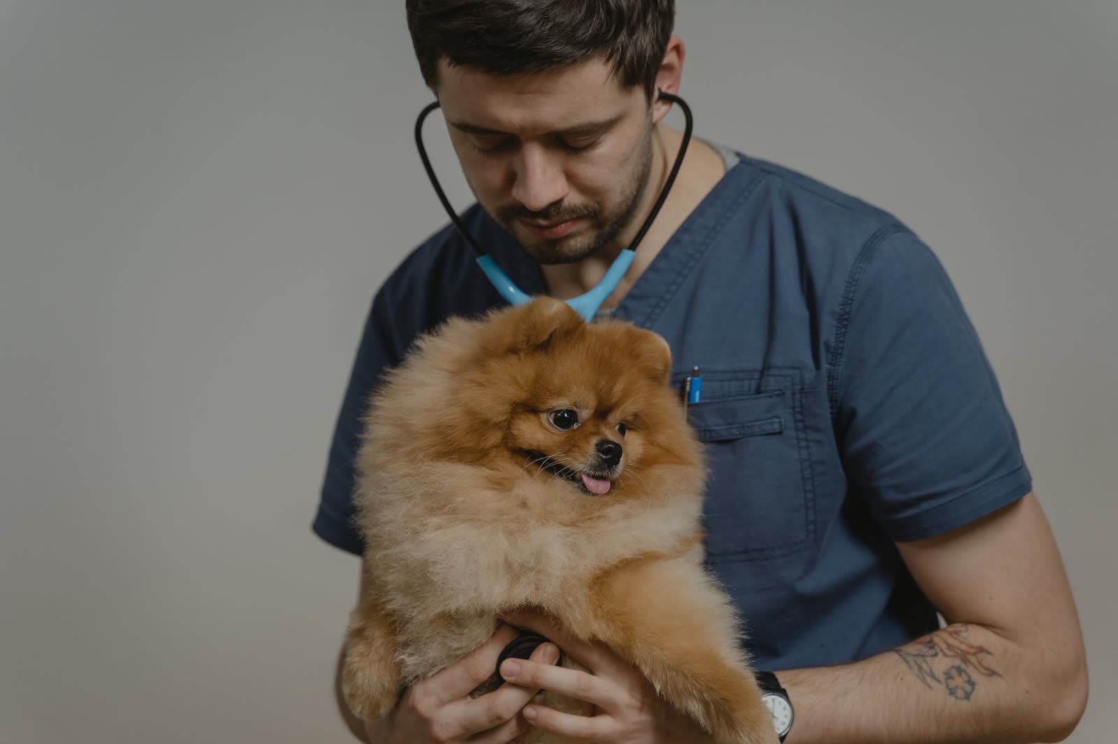 Vet tech administering a vaccine to a calm cat
