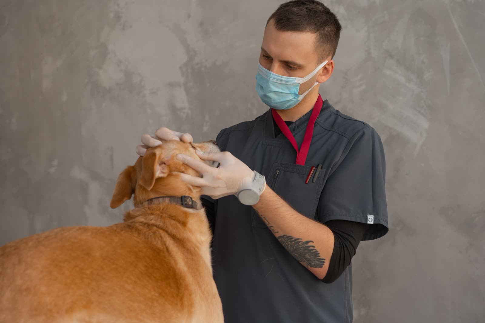Veterinarian examining a dog during a wellness visit